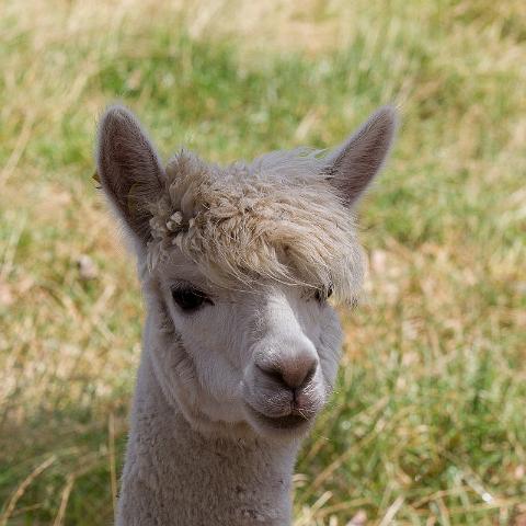 121 Denmark, alpaca.jpg
